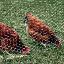 Filtro di pollo ad anello esagonale galvanizzato per gabbie di grado industriale