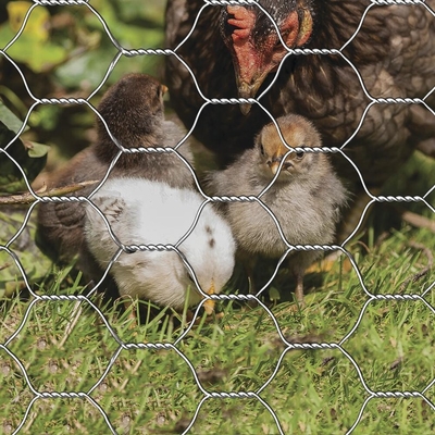 Filtro di pollo ad anello esagonale galvanizzato per gabbie di grado industriale