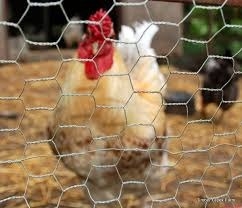Griglia di filo di pollame esagonale galvanizzata per galline